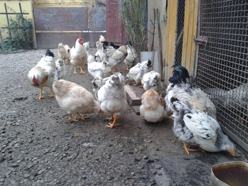 Pui SERIA II / 2023 | Fotografiați – Sâm, 9 dec. - INVENTAR PUI INCUBATOR II - 2023 - Sam 9 dec 2023