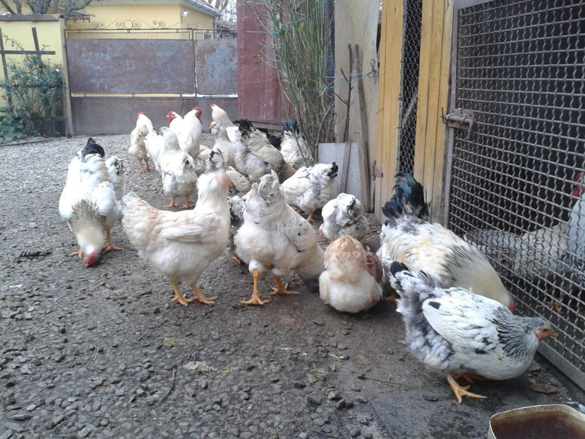 Pui SERIA II / 2023 | Fotografiați – Sâm, 9 dec. - INVENTAR PUI INCUBATOR II - 2023 - Sam 9 dec 2023