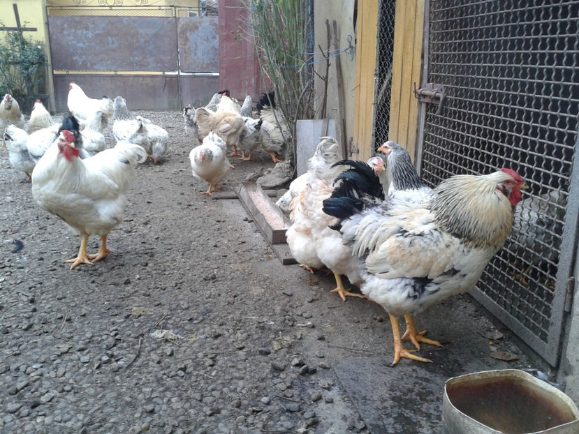 Pui SERIA II / 2023 | Fotografiați – Sâm, 9 dec. - INVENTAR PUI INCUBATOR II - 2023 - Sam 9 dec 2023