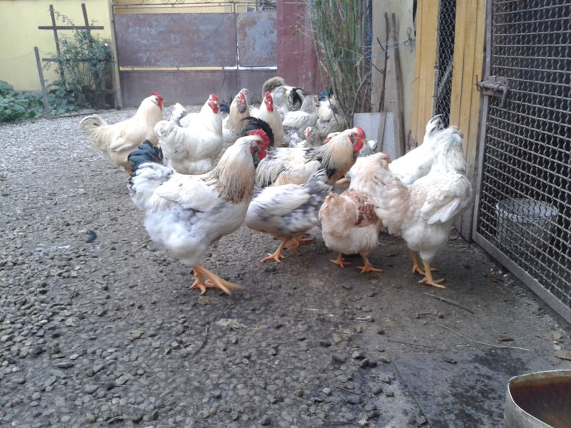 Pui SERIA II / 2023 | Fotografiați – Sâm, 9 dec. - INVENTAR PUI INCUBATOR II - 2023 - Sam 9 dec 2023