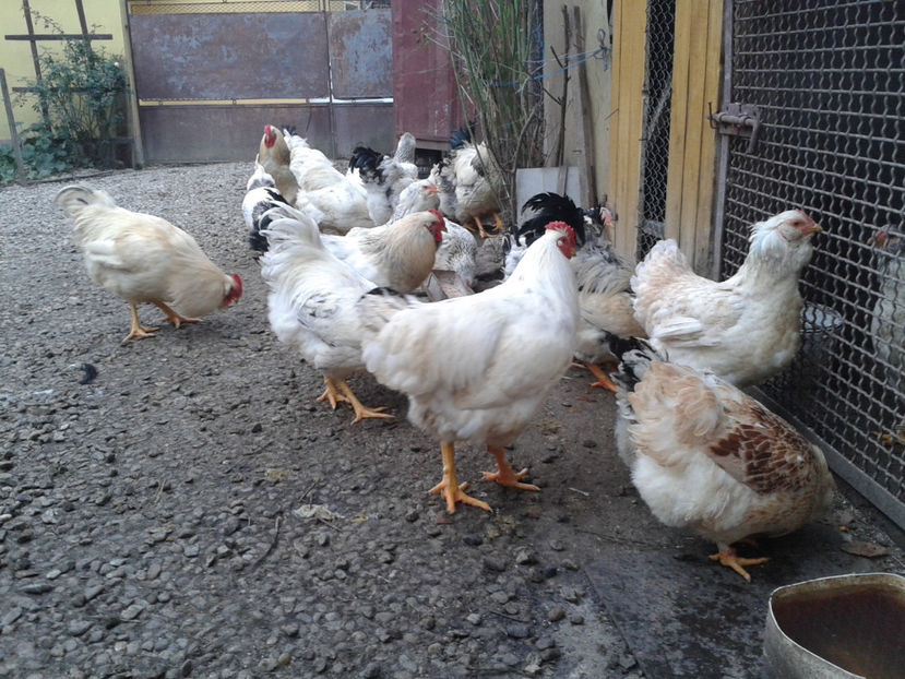 Pui SERIA II / 2023 | Fotografiați – Sâm, 9 dec. - INVENTAR PUI INCUBATOR II - 2023 - Sam 9 dec 2023