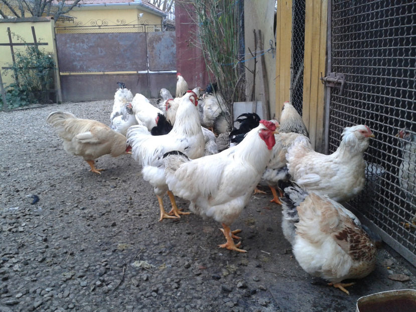 Pui SERIA II / 2023 | Fotografiați – Sâm, 9 dec. - INVENTAR PUI INCUBATOR II - 2023 - Sam 9 dec 2023