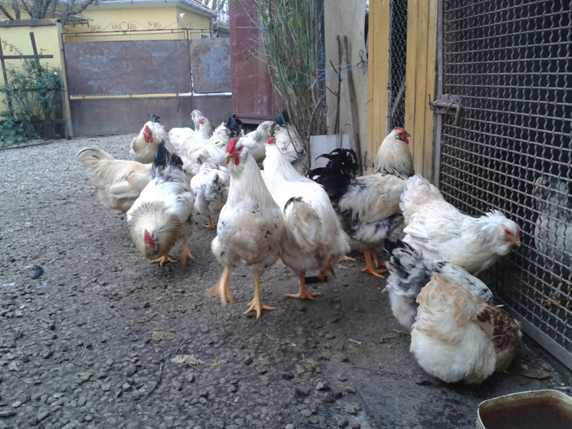 Pui SERIA II / 2023 | Fotografiați – Sâm, 9 dec. - INVENTAR PUI INCUBATOR II - 2023 - Sam 9 dec 2023