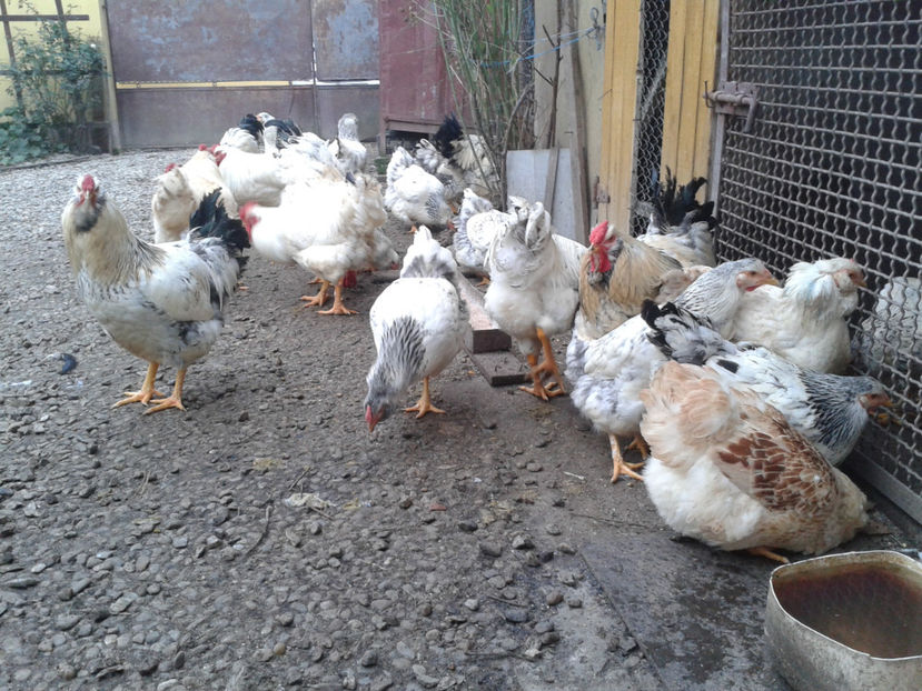 Pui SERIA II / 2023 | Fotografiați – Sâm, 9 dec. - INVENTAR PUI INCUBATOR II - 2023 - Sam 9 dec 2023