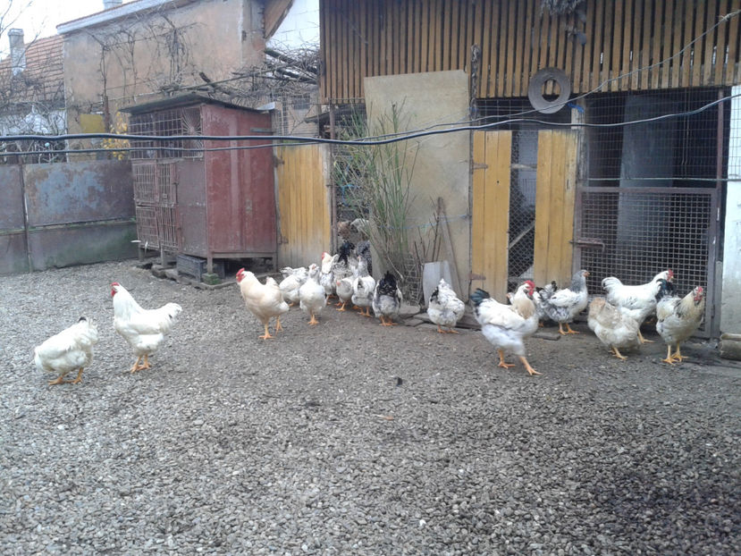 Pui SERIA II / 2023 | Fotografiați – Sâm, 9 dec. - INVENTAR PUI INCUBATOR II - 2023 - Sam 9 dec 2023