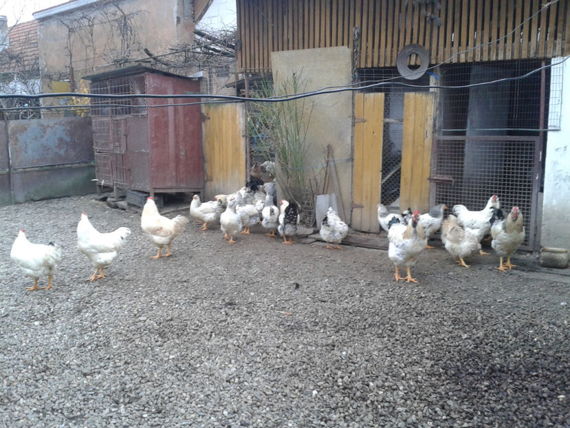 Pui SERIA II / 2023 | Fotografiați – Sâm, 9 dec. - INVENTAR PUI INCUBATOR II - 2023 - Sam 9 dec 2023