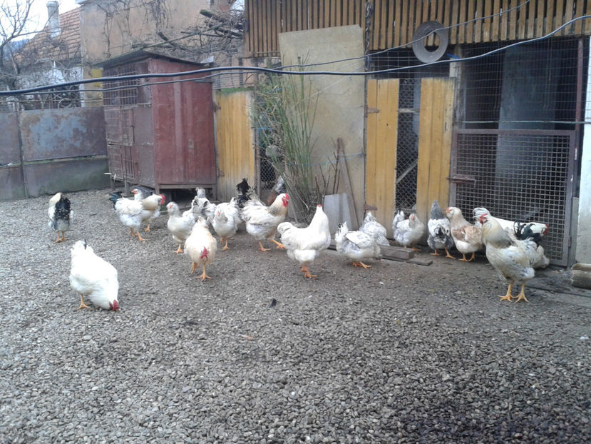 Pui SERIA II / 2023 | Fotografiați – Sâm, 9 dec. - INVENTAR PUI INCUBATOR II - 2023 - Sam 9 dec 2023