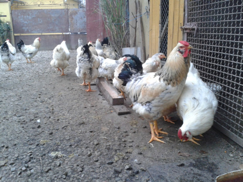 Pui SERIA II / 2023 | Fotografiați – Sâm, 9 dec. - INVENTAR PUI INCUBATOR II - 2023 - Sam 9 dec 2023