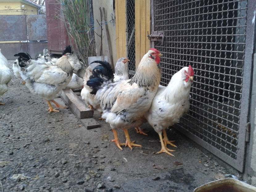 Pui SERIA II / 2023 | Fotografiați – Sâm, 9 dec. - INVENTAR PUI INCUBATOR II - 2023 - Sam 9 dec 2023