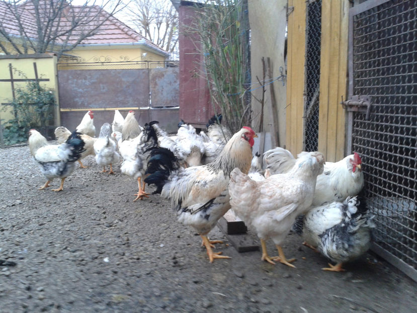 Pui SERIA II / 2023 | Fotografiați – Sâm, 9 dec. - INVENTAR PUI INCUBATOR II - 2023 - Sam 9 dec 2023