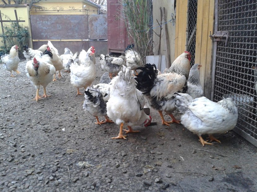 Pui SERIA II / 2023 | Fotografiați – Sâm, 9 dec. - INVENTAR PUI INCUBATOR II - 2023 - Sam 9 dec 2023