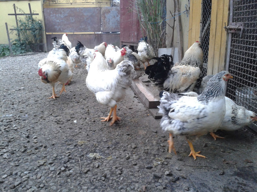 Pui SERIA II / 2023 | Fotografiați – Sâm, 9 dec. - INVENTAR PUI INCUBATOR II - 2023 - Sam 9 dec 2023