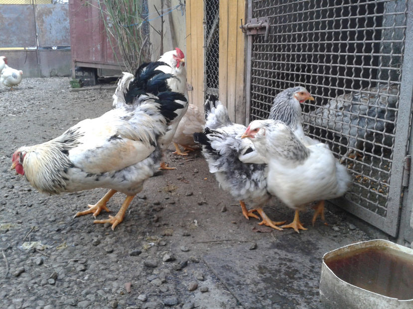 Pui SERIA II / 2023 | Fotografiați – Sâm, 9 dec. - INVENTAR PUI INCUBATOR II - 2023 - Sam 9 dec 2023