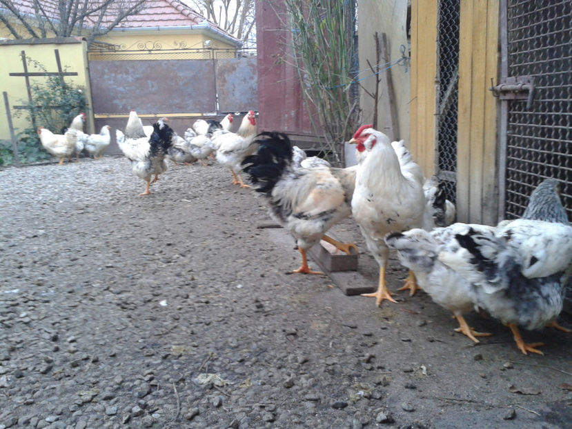 Pui SERIA II / 2023 | Fotografiați – Sâm, 9 dec. - INVENTAR PUI INCUBATOR II - 2023 - Sam 9 dec 2023