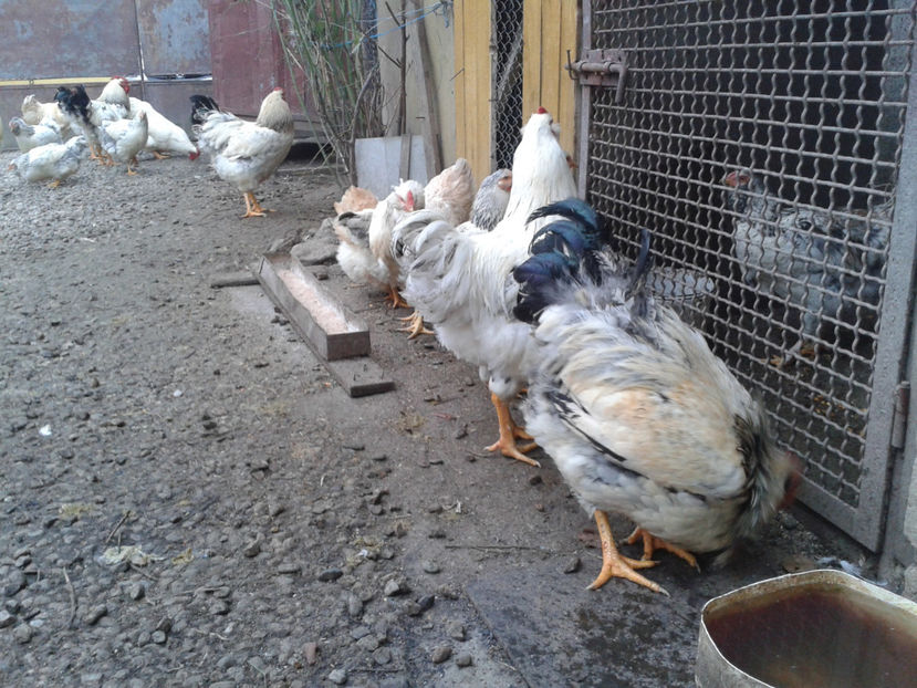 Pui SERIA II / 2023 | Fotografiați – Sâm, 9 dec. - INVENTAR PUI INCUBATOR II - 2023 - Sam 9 dec 2023