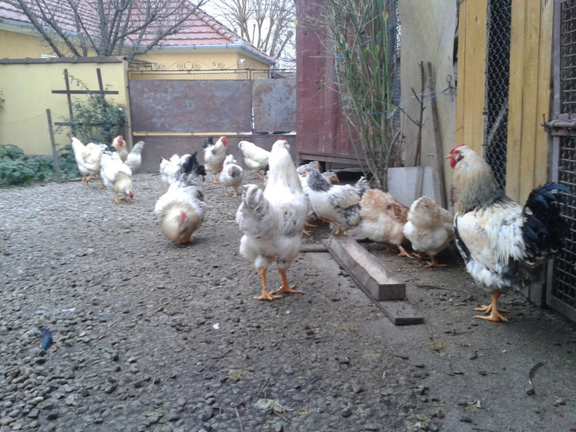 Pui SERIA II / 2023 | Fotografiați – Sâm, 9 dec. - INVENTAR PUI INCUBATOR II - 2023 - Sam 9 dec 2023