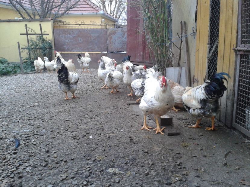 Pui SERIA II / 2023 | Fotografiați – Sâm, 9 dec. - INVENTAR PUI INCUBATOR II - 2023 - Sam 9 dec 2023