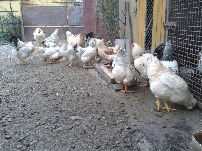 Pui SERIA II / 2023 | Fotografiați – Sâm, 9 dec. - INVENTAR PUI INCUBATOR II - 2023 - Sam 9 dec 2023