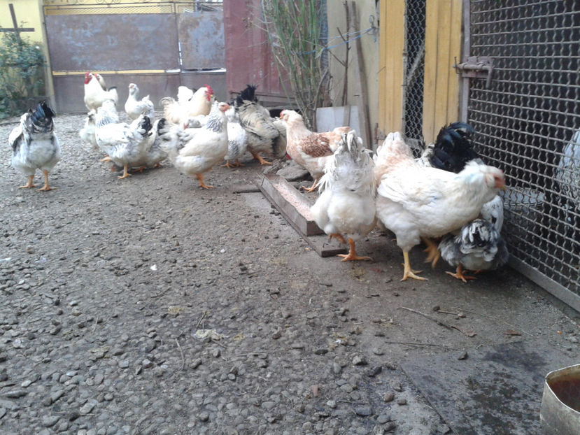 Pui SERIA II / 2023 | Fotografiați – Sâm, 9 dec. - INVENTAR PUI INCUBATOR II - 2023 - Sam 9 dec 2023