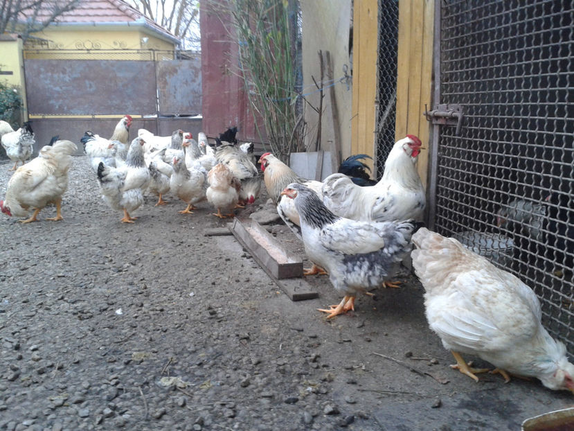 Pui SERIA II / 2023 | Fotografiați – Sâm, 9 dec. - INVENTAR PUI INCUBATOR II - 2023 - Sam 9 dec 2023