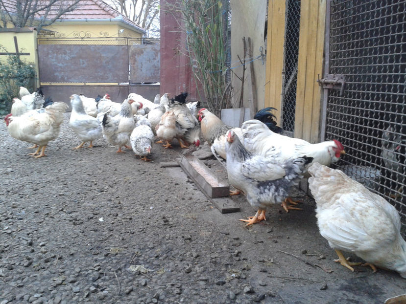 Pui SERIA II / 2023 | Fotografiați – Sâm, 9 dec. - INVENTAR PUI INCUBATOR II - 2023 - Sam 9 dec 2023