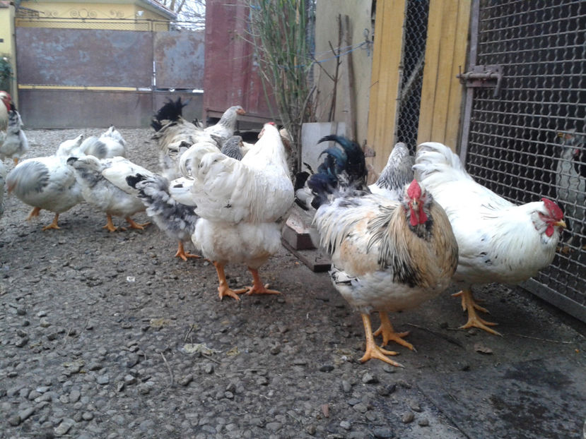 Pui SERIA II / 2023 | Fotografiați – Sâm, 9 dec. - INVENTAR PUI INCUBATOR II - 2023 - Sam 9 dec 2023