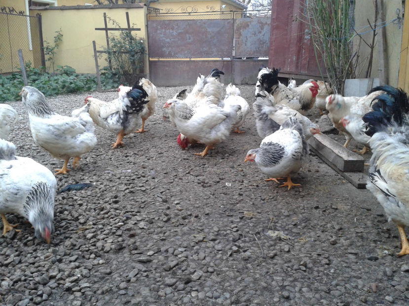 Pui SERIA II / 2023 | Fotografiați – Sâm, 9 dec. - INVENTAR PUI INCUBATOR II - 2023 - Sam 9 dec 2023