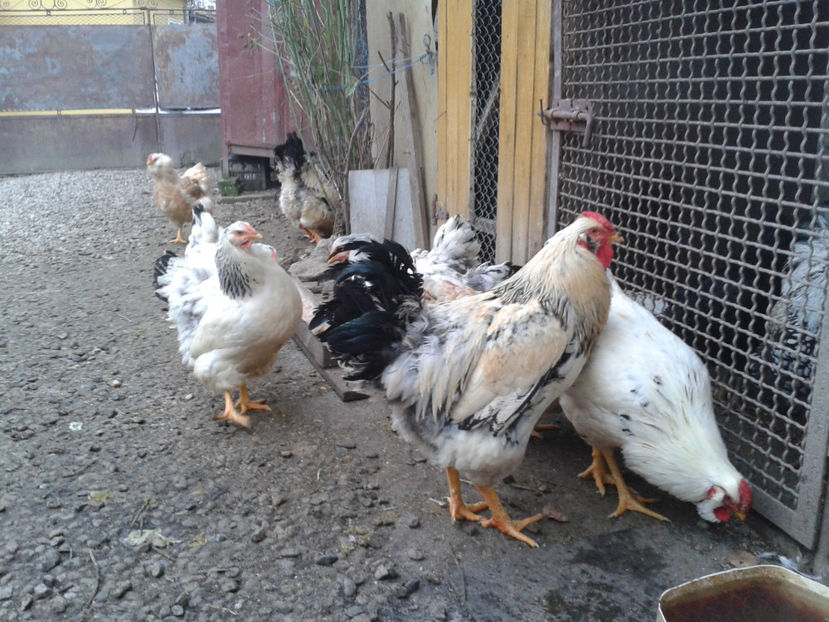 Pui SERIA II / 2023 | Fotografiați – Sâm, 9 dec. - INVENTAR PUI INCUBATOR II - 2023 - Sam 9 dec 2023