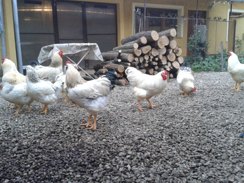 Pui SERIA II / 2023 | Fotografiați – Sâm, 9 dec. - INVENTAR PUI INCUBATOR II - 2023 - Sam 9 dec 2023