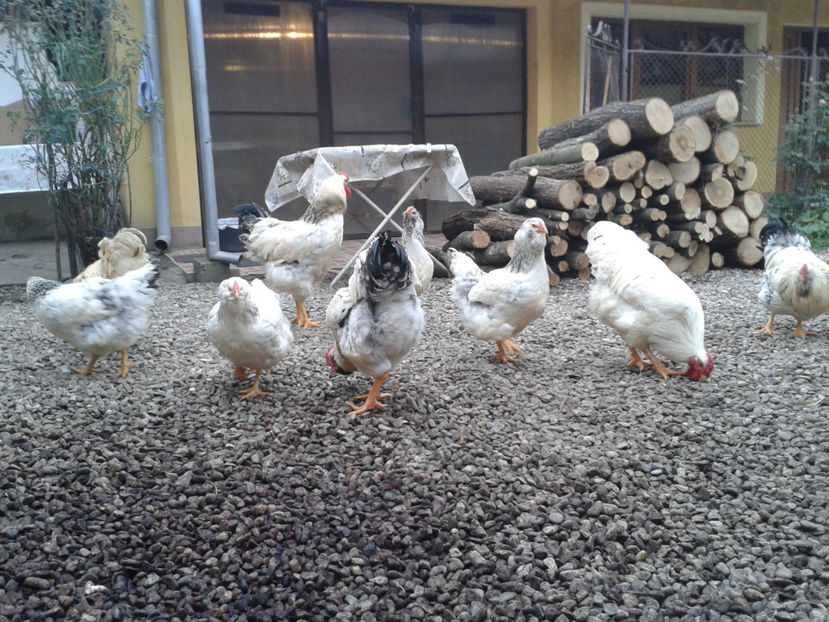 Pui SERIA II / 2023 | Fotografiați – Sâm, 9 dec. - INVENTAR PUI INCUBATOR II - 2023 - Sam 9 dec 2023