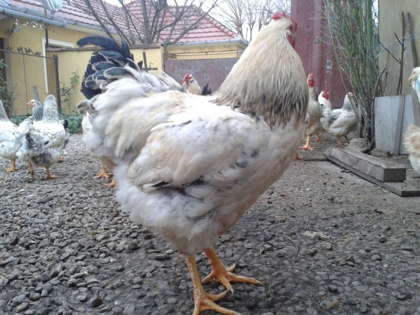 Pui SERIA II / 2023 | Fotografiați – Sâm, 9 dec. - INVENTAR PUI INCUBATOR II - 2023 - Sam 9 dec 2023