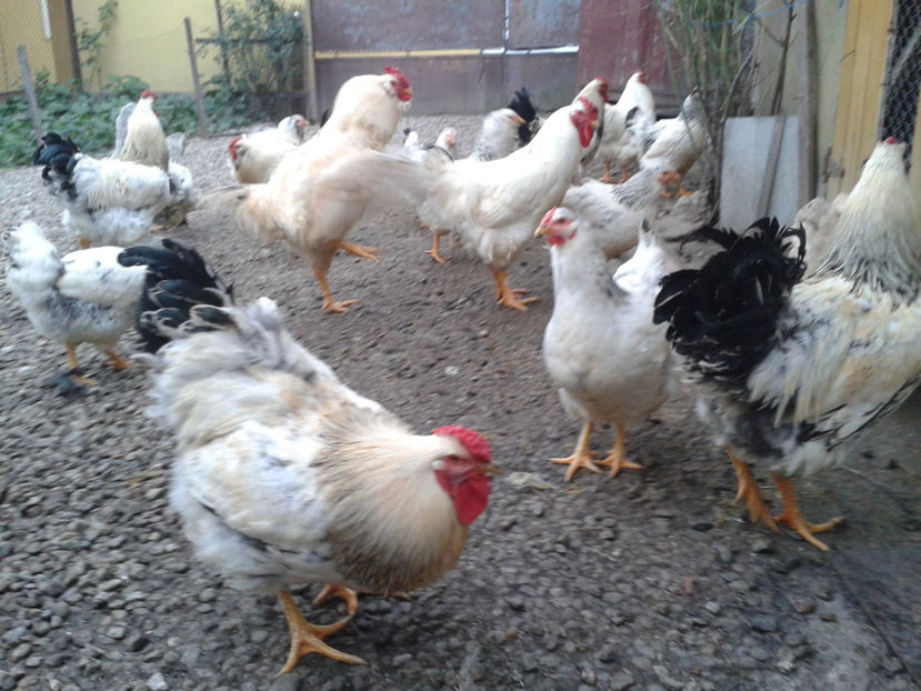 Pui SERIA II / 2023 | Fotografiați – Sâm, 9 dec. - INVENTAR PUI INCUBATOR II - 2023 - Sam 9 dec 2023