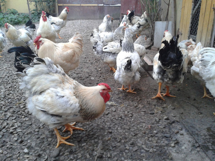 Pui SERIA II / 2023 | Fotografiați – Sâm, 9 dec. - INVENTAR PUI INCUBATOR II - 2023 - Sam 9 dec 2023