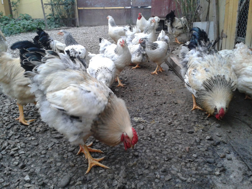 Pui SERIA II / 2023 | Fotografiați – Sâm, 9 dec. - INVENTAR PUI INCUBATOR II - 2023 - Sam 9 dec 2023