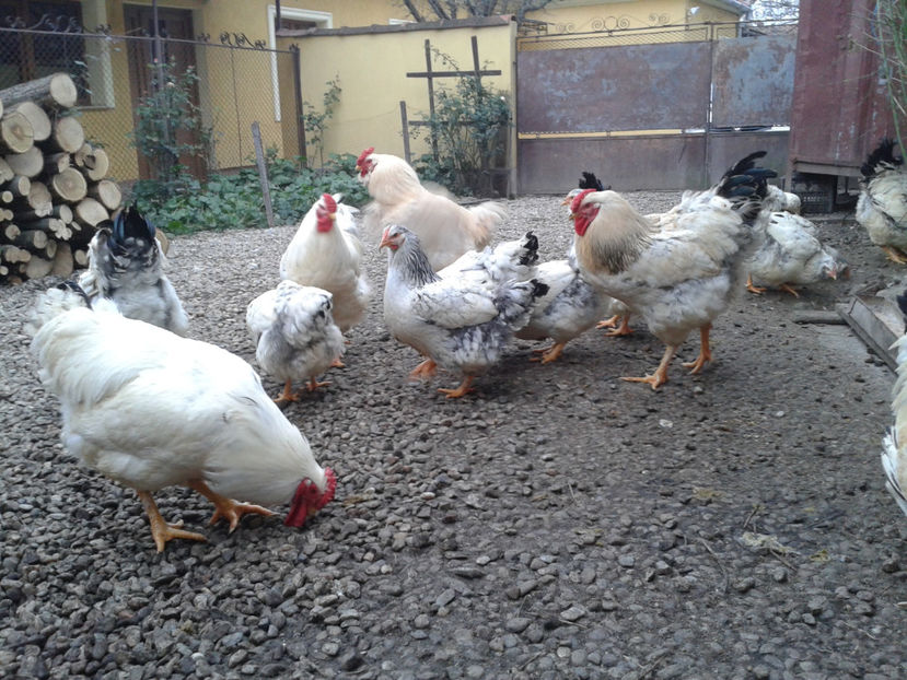 Pui SERIA II / 2023 | Fotografiați – Sâm, 9 dec. - INVENTAR PUI INCUBATOR II - 2023 - Sam 9 dec 2023