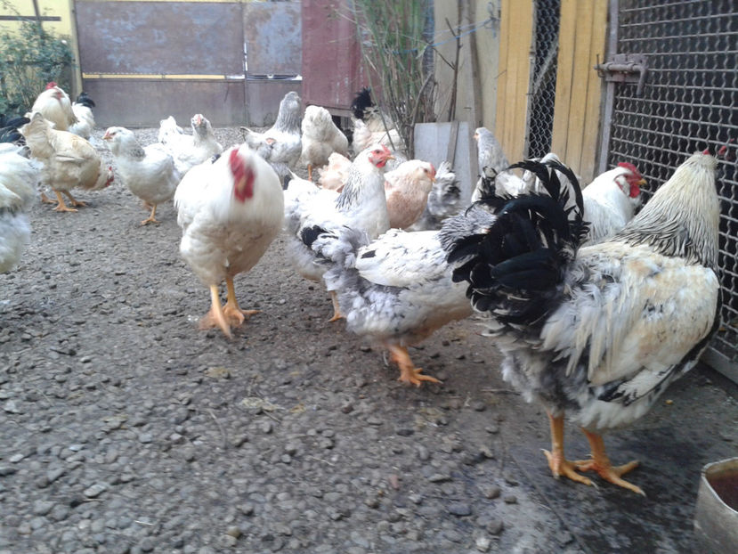 Pui SERIA II / 2023 | Fotografiați – Sâm, 9 dec. - INVENTAR PUI INCUBATOR II - 2023 - Sam 9 dec 2023