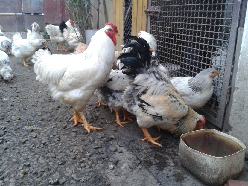 Pui SERIA II / 2023 | Fotografiați – Sâm, 9 dec. - INVENTAR PUI INCUBATOR II - 2023 - Sam 9 dec 2023