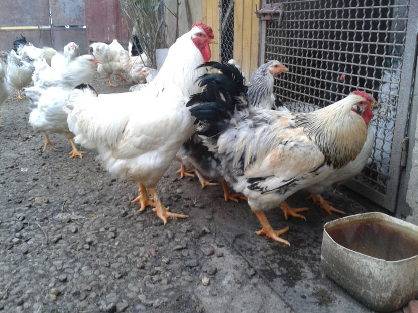 Pui SERIA II / 2023 | Fotografiați – Sâm, 9 dec. - INVENTAR PUI INCUBATOR II - 2023 - Sam 9 dec 2023