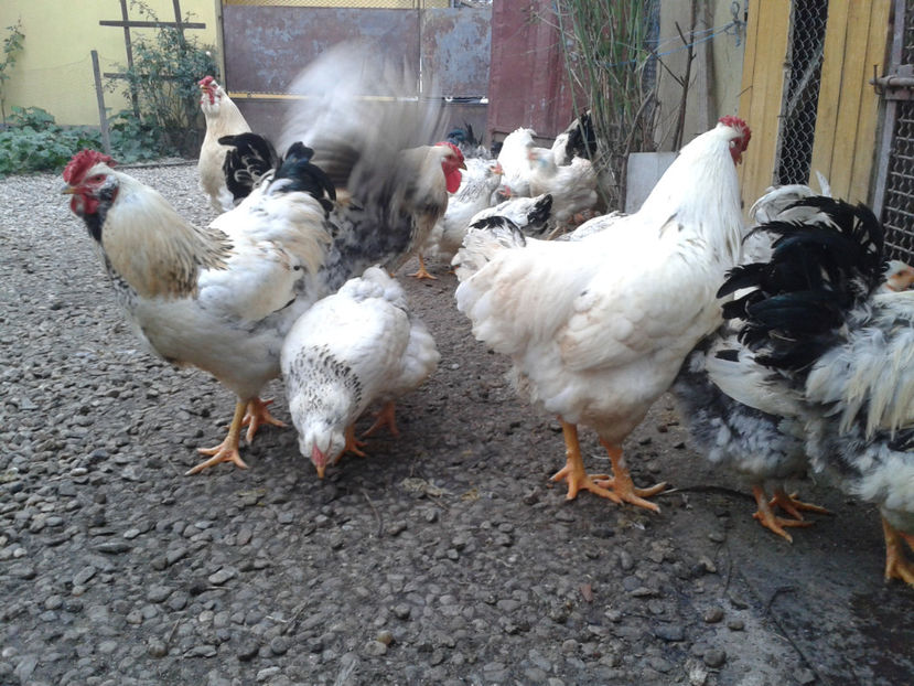 Pui SERIA II / 2023 | Fotografiați – Sâm, 9 dec. - INVENTAR PUI INCUBATOR II - 2023 - Sam 9 dec 2023