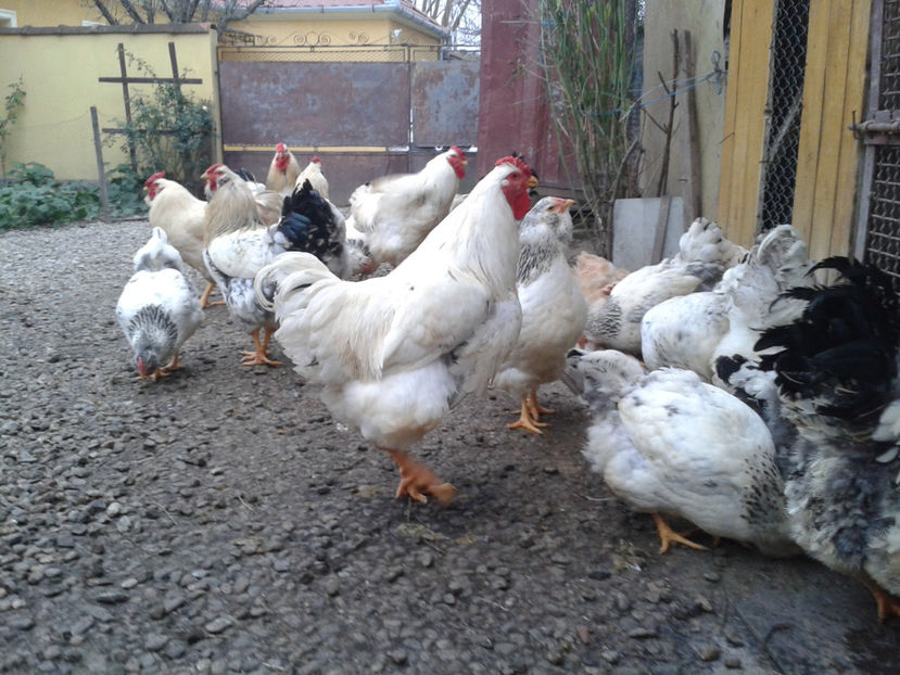 Pui SERIA II / 2023 | Fotografiați – Sâm, 9 dec. - INVENTAR PUI INCUBATOR II - 2023 - Sam 9 dec 2023