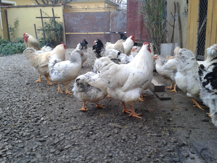 Pui SERIA II / 2023 | Fotografiați – Sâm, 9 dec. - INVENTAR PUI INCUBATOR II - 2023 - Sam 9 dec 2023