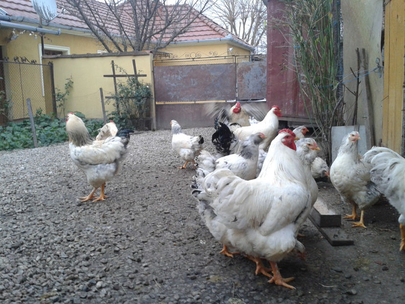 Pui SERIA II / 2023 | Fotografiați – Sâm, 9 dec. - INVENTAR PUI INCUBATOR II - 2023 - Sam 9 dec 2023