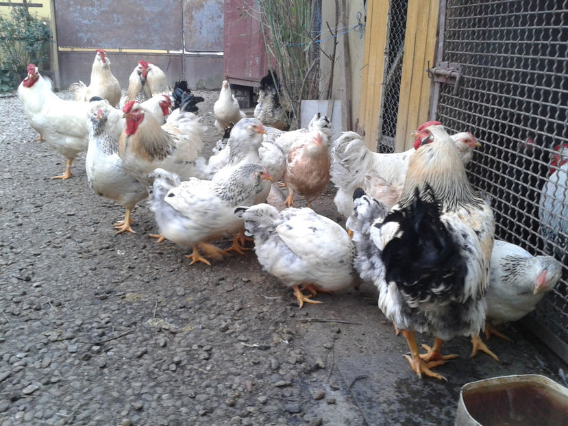 Pui SERIA II / 2023 | Fotografiați – Sâm, 9 dec. - INVENTAR PUI INCUBATOR II - 2023 - Sam 9 dec 2023