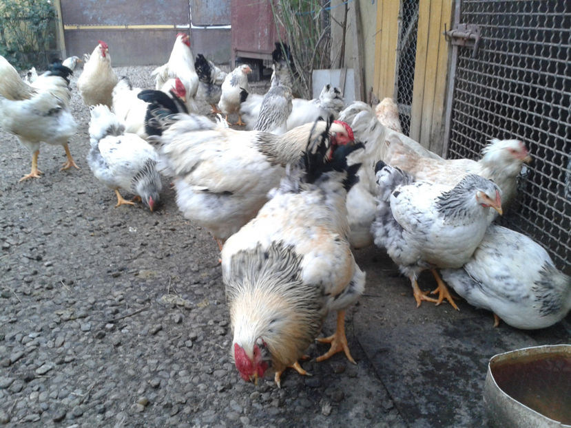 Pui SERIA II / 2023 | Fotografiați – Sâm, 9 dec. - INVENTAR PUI INCUBATOR II - 2023 - Sam 9 dec 2023