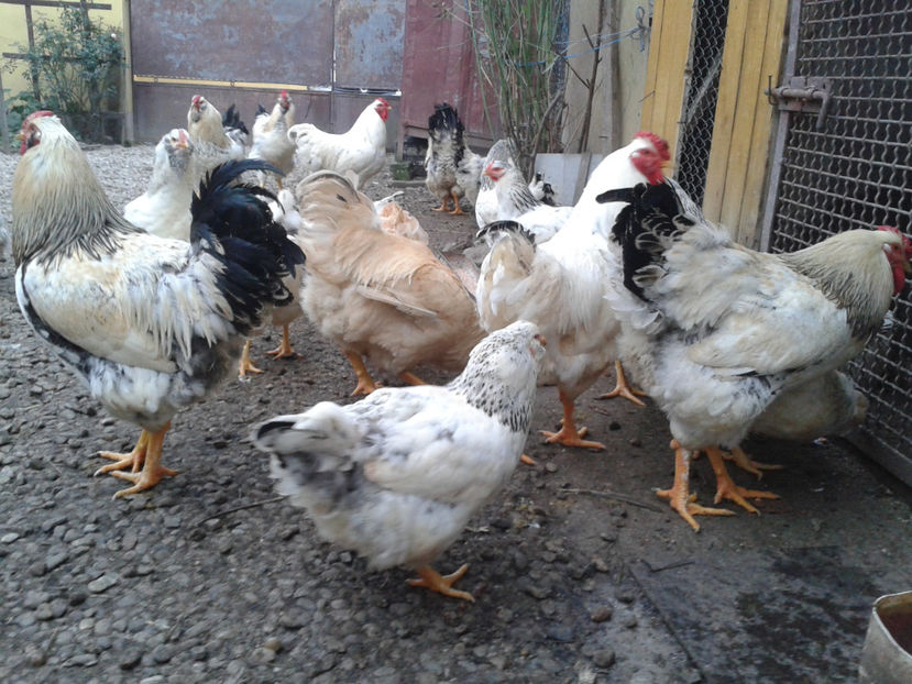 Pui SERIA II / 2023 | Fotografiați – Sâm, 9 dec. - INVENTAR PUI INCUBATOR II - 2023 - Sam 9 dec 2023