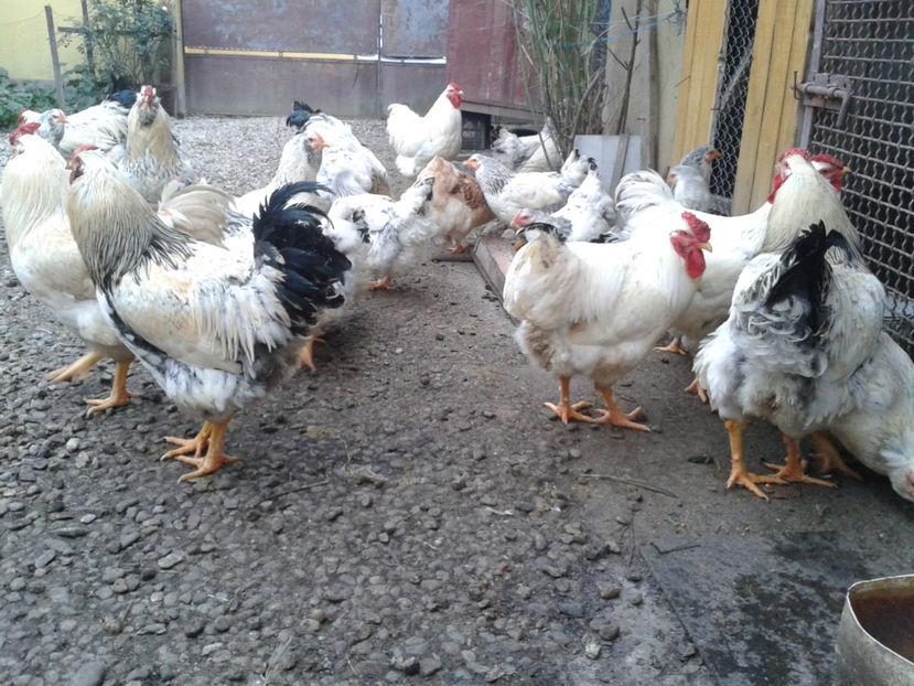 Pui SERIA II / 2023 | Fotografiați – Sâm, 9 dec. - INVENTAR PUI INCUBATOR II - 2023 - Sam 9 dec 2023