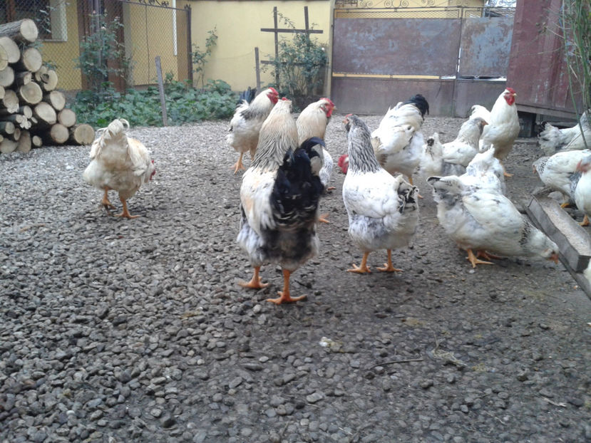 Pui SERIA II / 2023 | Fotografiați – Sâm, 9 dec. - INVENTAR PUI INCUBATOR II - 2023 - Sam 9 dec 2023