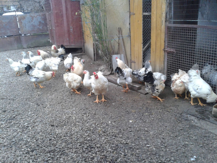 Pui SERIA II / 2023 | Fotografiați – Sâm, 9 dec. - INVENTAR PUI INCUBATOR II - 2023 - Sam 9 dec 2023