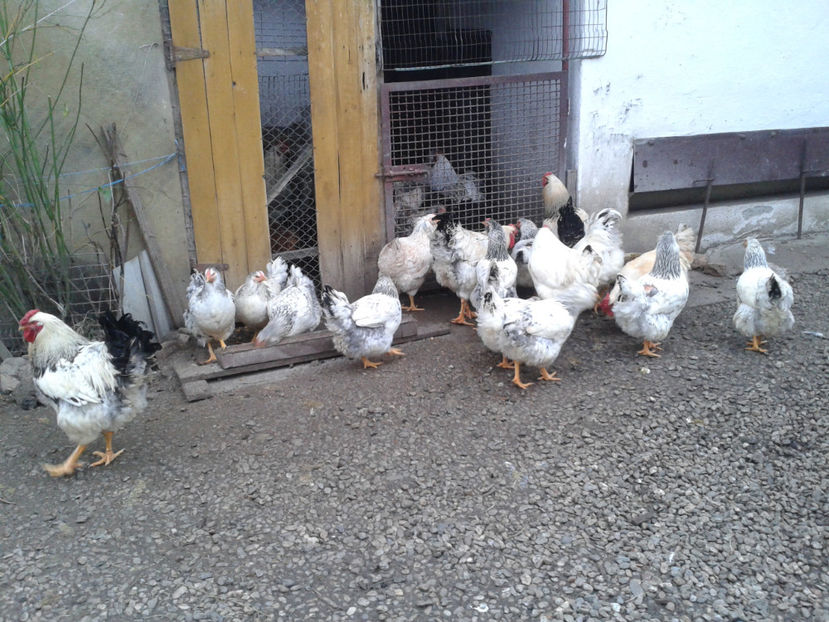 Pui SERIA II / 2023 | Fotografiați – Sâm, 9 dec. - INVENTAR PUI INCUBATOR II - 2023 - Sam 9 dec 2023