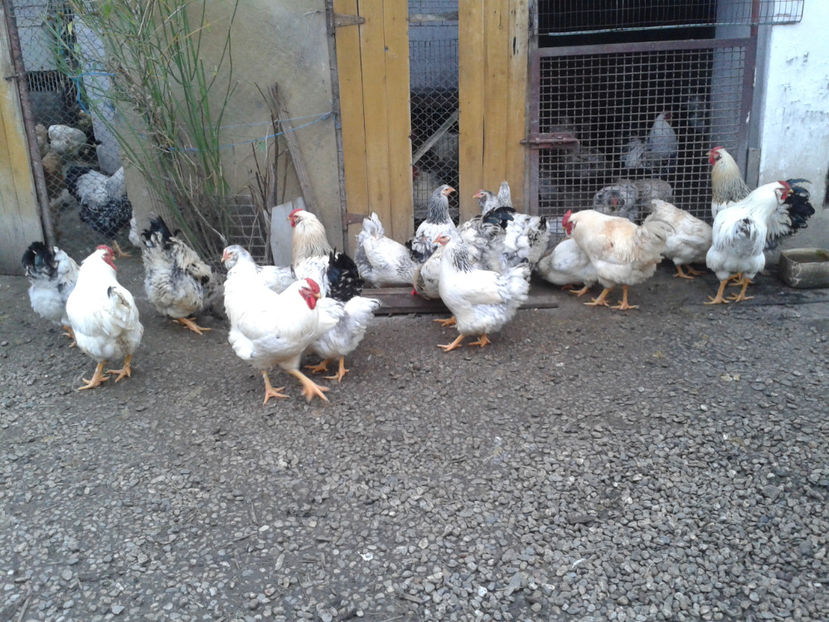 Pui SERIA II / 2023 | Fotografiați – Sâm, 9 dec. - INVENTAR PUI INCUBATOR II - 2023 - Sam 9 dec 2023